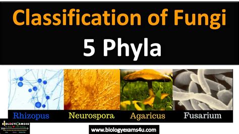 name two ways in which fungi are similar to bacteria